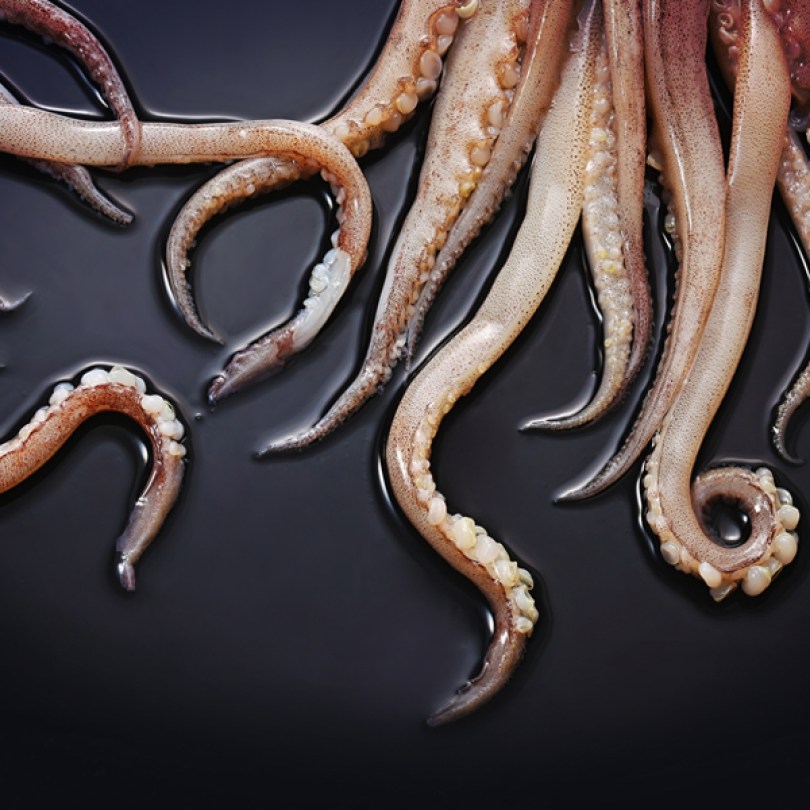 Tentacle Gigas Calamari